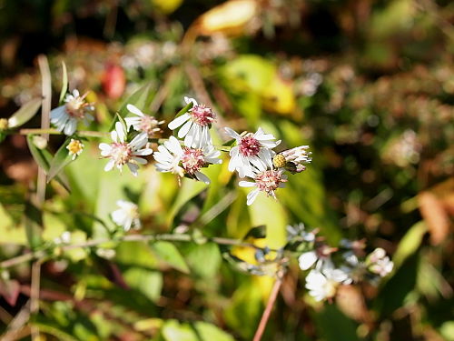 Symphyotrichum lateriflorum